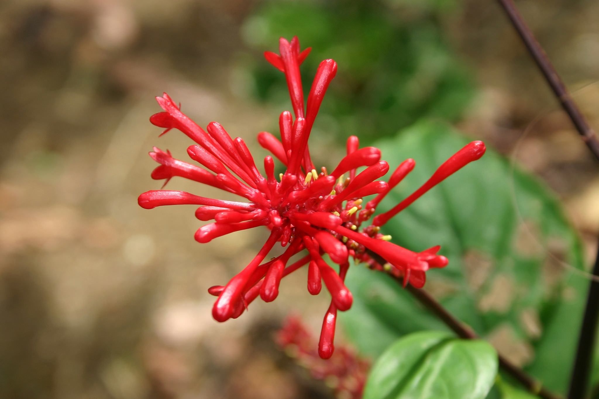 Odontonema cuspidatum